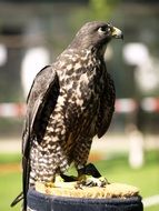 beautiful stately predatory hawk