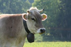 cow with bell