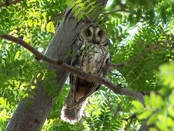 eared owl on a green tree