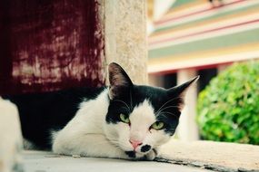 black and white cat is resting on the windowsill