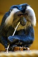 lion-tailed macaque bites stick in zoo