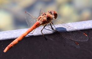 macro photo of a beautiful dragonfly insect