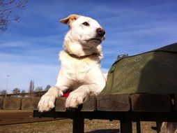 cute white Pet in Park portrait