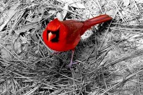 cardinal is a bright bird