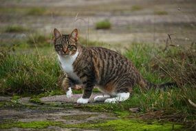 awake mackerel domestic cat