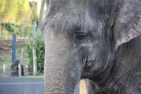 portrait of cute lovely Elephant Head