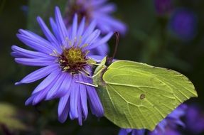 green gonepteryx rhamni butterfly on the purple flower