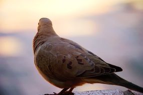cute lovely Gray Dove