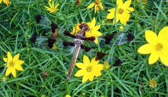 Dragonfly or Odonata on yellow flowers