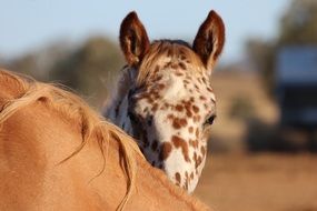 Picture of Appaloosa Foal
