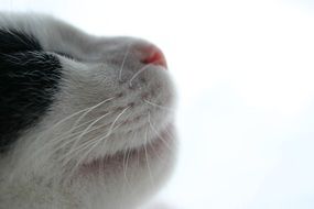 Cat Whiskers