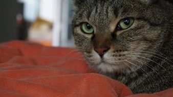 cat with green eyes on the bed close-up