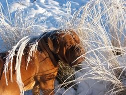 mastiff in winter sunny day