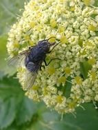 fly on yellow flower close-up on blurred background