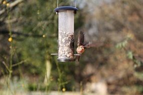 cute lovely Linnet and Bird in a garden