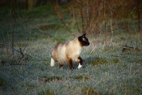 Beautiful and colorful Siamese Cat walking on grass