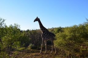 giraffe near green trees in safari