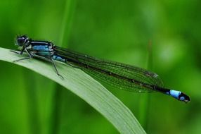 turquoise dragonfly