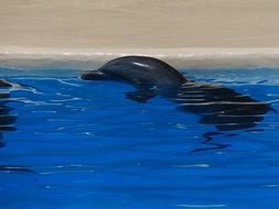 dolphins swim in clear water