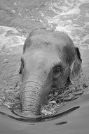 the elephant is swimming in the water
