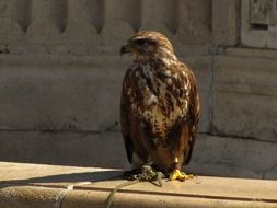 proud falcon