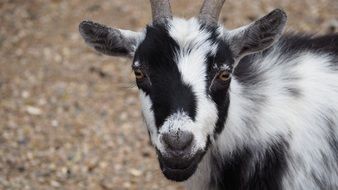 black white farm goat