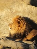 fluffy lion on the background of the rock