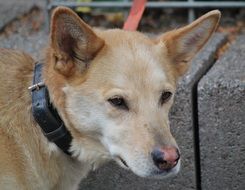 dog on a leash near the wall