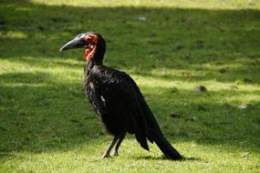 beautiful and cute Ground-Hornbill Bird