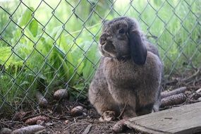 fluffy rabbit in a cage