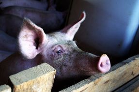 Pig Stall, Livestock