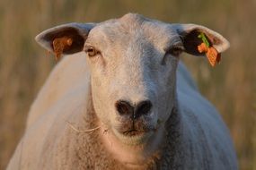 close up picture of sheep without wool