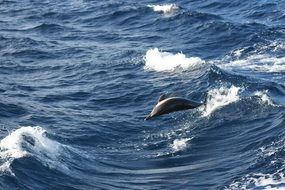dolphin jumping on the waves