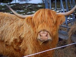 Portrait of the brown Highland cow