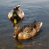 duck and drake on the lake under the rays of the morning sun