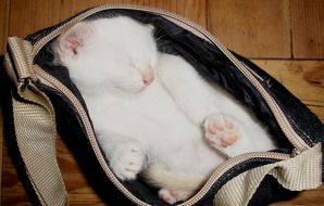 white kitten sleeping in a bag