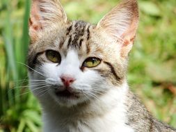 portrait of a young cat