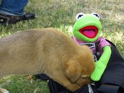 Young playful puppy near soft frog toy