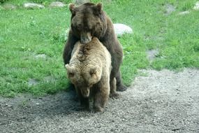 mating bears on the meadow