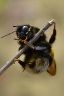 black bumblebee on dry stick