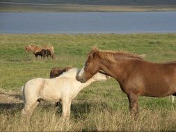 horses and foals in a pasture in Iceland