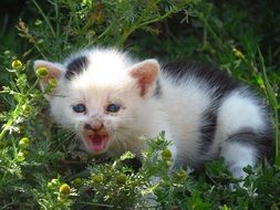 Baby Cat meows