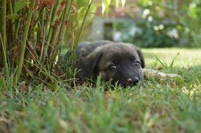 young colorful dog lying on the green grass among the plants