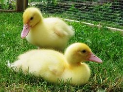 Water Chicks