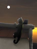 Cat and Moon Atmosphere