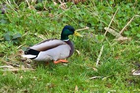 picture of the Mallard on a meadow