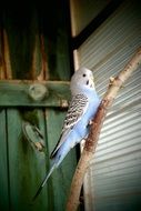 parrot with blue and white plumage