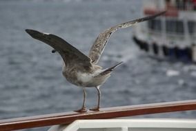 seagull takes off from the shore