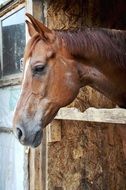 portrait of horse's head looks out of the stall
