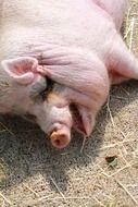 fat pink pig lies on a hay on a farm